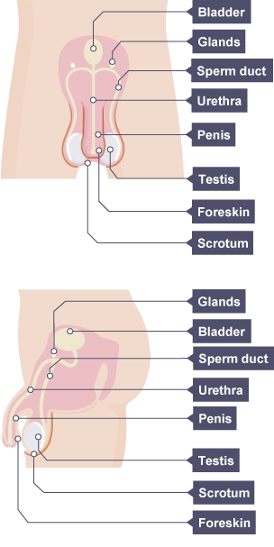 Shows the bladder, glands, penis, sperm duct, urethra, testis, foreskin and scrotum