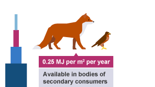 Second tier of pyramid of biomass showing secondary consumers for example foxes and birds of prey. They produce 0.25 MJ per meter squared per year.