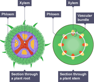 Cross section of a plant root and plant stem