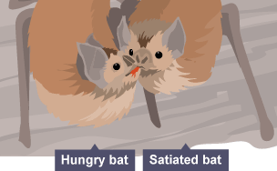 Vampire bat regurgitating some of its blood meal to another female.