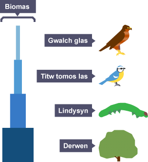 Pyramid biomas 'derwen-lindysyn-titw tomos las-gwalch glas'