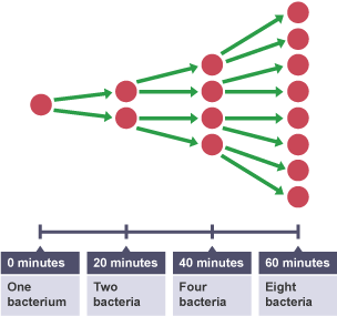 Diagram of how quickly bacteria can replicate within an hour