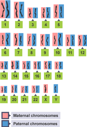 Diagram showing strands of chromosomes and maternal/paternal inheritance