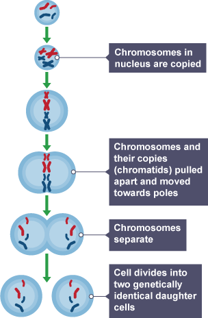 Diagram explaining the process of mitosis