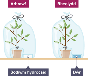 Arbrawf i ymchwilio i ffotosynthesis mewn planhigyn heb startsh. 2 jar gwydr wedi'u labelu'n Arbrawf, sy'n cynnwys bicer o Sodiwm hydrocsid, a Rheolydd, sy'n cynnwys bicer o ddŵr.