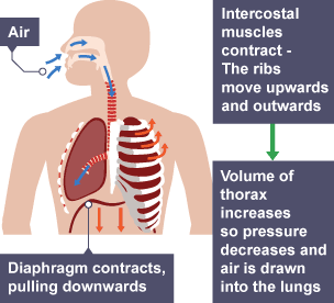 This diagram shows the structure of the respiratory system