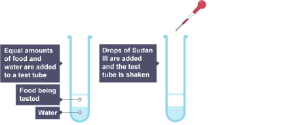 A diagram showing two test tubes containing food and water and Sudan III