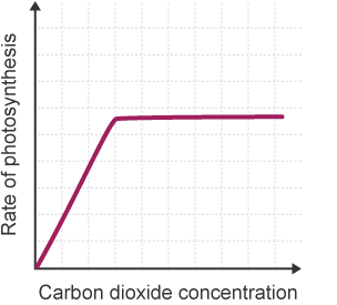 Graph showing that if the concentration of carbon dioxide is increased, the rate of photosynthesis will therefore increase