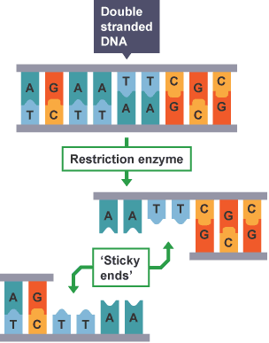 Sticky ends of a DNA molecule split by a restriction enzyme