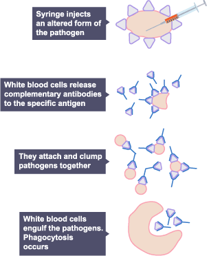 Pathogens are microbes that cause diseases Vaccines allow a dead or altered form of the disease causing pathogen to be introduced into the body, which contain a specific antigen.