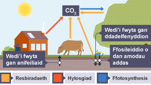 Dadelfenyddion yn bwyta organebau marw. Dychwelyd carbon o'u cyrff i'r atmosffer ar ffurf carbon deuocsid. Mae'r defnydd yna'n gallu bod ar gael fel tanwydd ffosil i'w hylosgi yn y dyfodol.