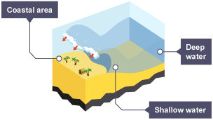 As the waves move from deep water to shallow water near the coastal area, they increase in height and break.