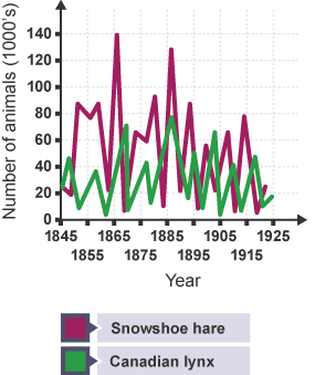 Graph showing the decline in number of snowshoe hares and Canadian lynx between 1845 - 1925