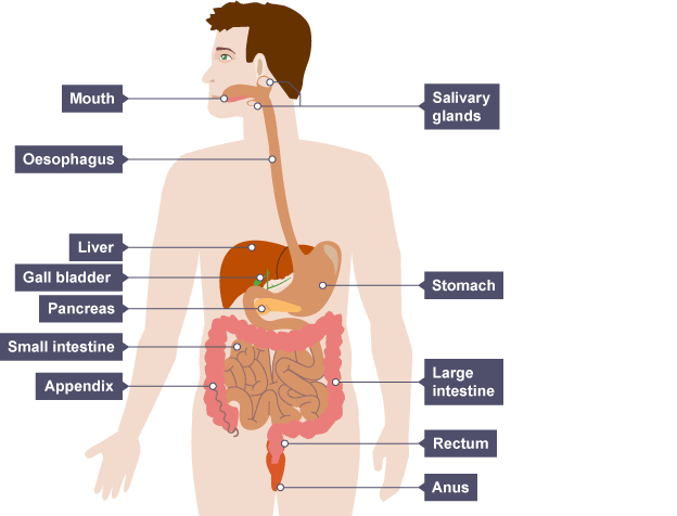 Image result for human digestive system diagram labeled