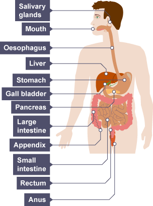 The key parts of the digestive system shown in a table