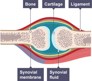 Muscles - Skeletal and muscular systems - 3rd level Science