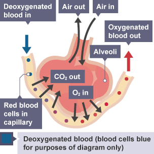 deoxygenated blood moves into the alveoli and oxygenated blood moves out. 