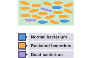 Diagram shows how resistant bacteria multiply