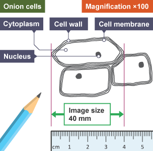 Diagram of Onion cells, Magnification 100x. Labels: Cytoplasm, cell wall, cell membrane, nucleus. A ruler can be seen showing the length of the cell, with the label Image size 40 mm.