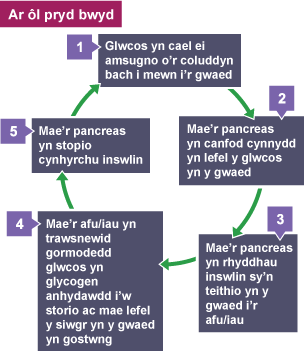 Diagram yn dangos sut mae mecanweithiau adborth negatif yn cyflawni rheolaeth homeostatig ar ôl pryd bwyd.