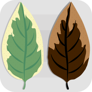 Two variegated leaves. The left one has green parts which contain chlorophyll for photosynthesis. The right one has been treated with iodine. The parts containing chlorophyll turn blue-black.