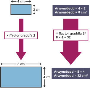 Dau betryal. Un 4 wrth 2 cm, arwynebedd 12 cm sgwâr, y llall 8 wrth 4 cm, arwynebedd 24 cm sgwâr. Saeth â label 'ffactor graddfa 2' yn dangos sut i gyfrifo arwynebedd y petryal sydd wedi'i helaethu