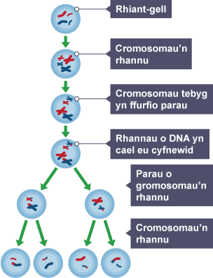 Diagram o gellraniad: Rhiant-gell, Cromosomau'n rhannu, Cromosomau tebyg yn ffurfio parau, Rhannau o DNA yn cael eu cyfnewid, Parau o gromosomau'n rhannu, Cromosomau rhannu