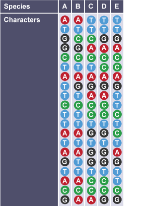 Table comparing DNA sequences between species