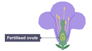 The fertilised ovule develops into a seed.