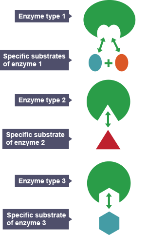 Three enzymes, represented as ovals with sections missing.  Enzyme type 1 has two circle shapes missing.  Enzyme type 2 has a triangular shape missing and Enzyme type 3 has a hexagon shape missing.  These are all specific substrates of the enzymes.