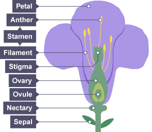 gametes in plants
