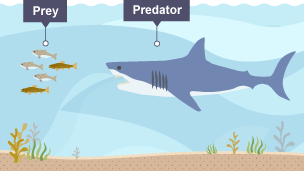 Diagram of a shark (labelled 'Predator') and fish (labelled 'Prey').