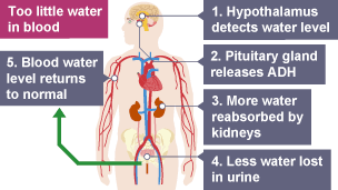 Too little water in blood. Hypothalmus detects water level. Pituitary gland releases ADH.  More water reabsorbed by kidneys. Less water lost in urine.  Blood water level returns to normal.