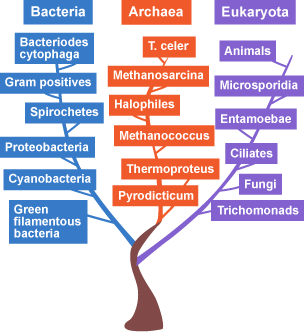 Phylogenetic tree