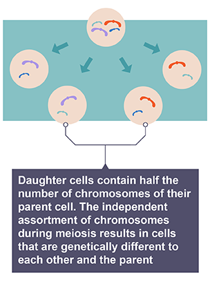 Meiosis