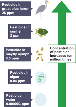 Pyramid showing how the concentration of pesticide rises during a food chain. 5 tiers, widest at bottom.  Tier 1: pesticide in water 0.000003 ppm. Tier 2: pesticide in algae 0.04ppm. Tier 3: pesticide in mayfly nymph 0.5ppm. Tier 4: pesticide in sunfish 2ppm and finally tier 5: pesticide in great blue heron 25ppm.  