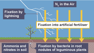 Stage one of nitrogen cycle. N2 in the air and fixation by lightning and the Haber Process. Arrows leading into soil. Fixation by bacteria in root nodules of leguminous plants. Ammonia and nitrates in the soil.