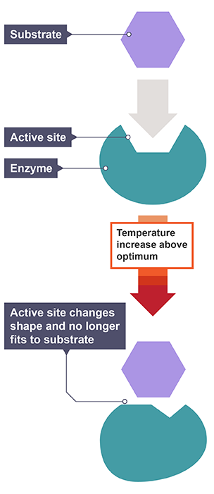 Enzymes denaturation