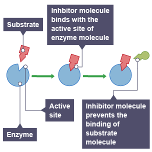 Diagram showing an inhibitor molecule binding with the active site of an enzyme molecule