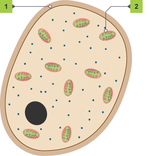 BBC Bitesize - National 5 Biology - Cell structure - Test