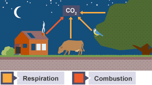 Stage one of the carbon cycle. Overnight, CO2 from burning fuel (combustion) and respiration by cows, birds and plants pass into the atmosphere.