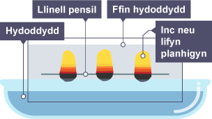 Mae'r papur wedi amsugno'r hydoddydd, ac mae'r inc neu'r llifyn planhigol wedi lledaenu'n bellach i fyny'r papur. Y lliwiau nawr yw melyn, coch a du.