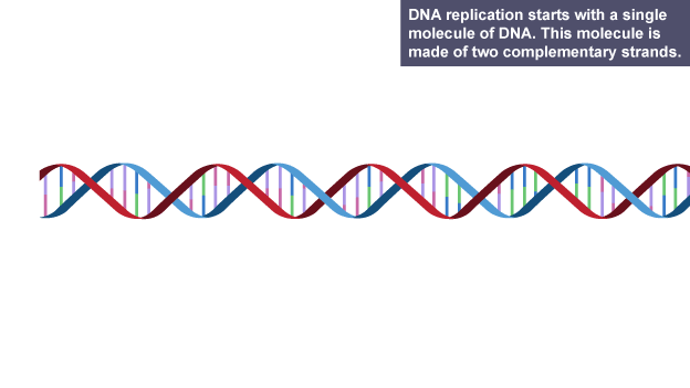 Essay on dna replication