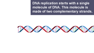 The process of DNA replication