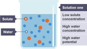 BBC Bitesize - GCSE Biology - Movement across cell membranes - Revision 1