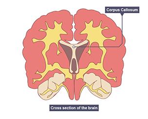 A cross section of the human brain