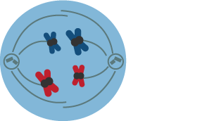 The nucleus contains two sets of four replicated condensed chromosomes, eight in total. The outside wall has broken down.