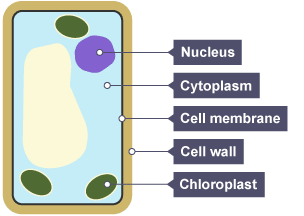 An illustration of a plant cell
