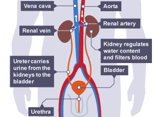 Blue and red blood vessels.  The blue show blood coming from the kidneys going to the heart. The red show blood going to the kidneys from the heart. Bladder, urethra and kidney are labelled.