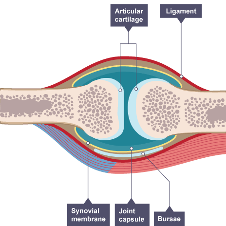 synovial membrane diagram